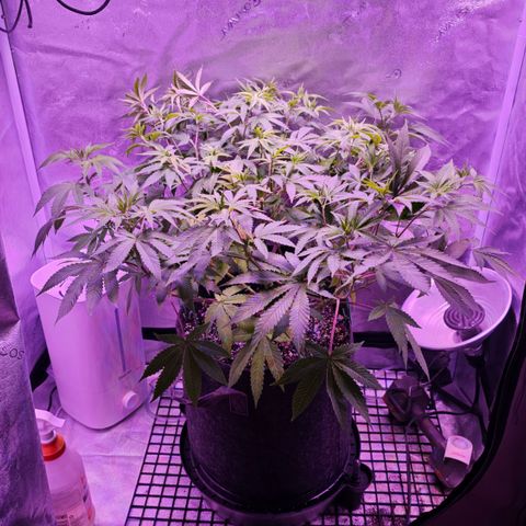 10th Planet photo feminized  growlog timeline photo