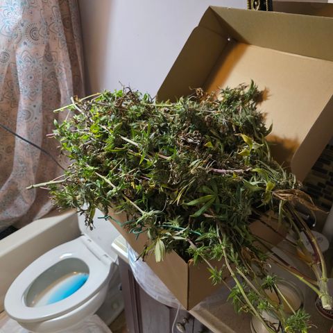 10th Planet photo feminized  growlog timeline photo