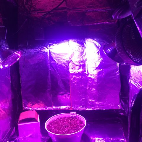 Piña Colada growlog photo: Relativw humidity was up around 56 which is good,  but temp was also at 80 so nooootttt good. Grabbed 2 larger fans to reduce heat. A/C unit sucked, returned it. Plant seems to have some issues it might seems. Leaves canoeing just a bit, and possibly some discolor with a little darker leaves. Overall looks okay but I think was kaybe getting a little too much light mixed with the heat. So the fans hopefully will help and I turned off the 2 black magica bulbs and turned the Viparspectra to 50 veg 20 bloom, also moved it up two inches. Should help with heat as wel as possible light issues with plant.