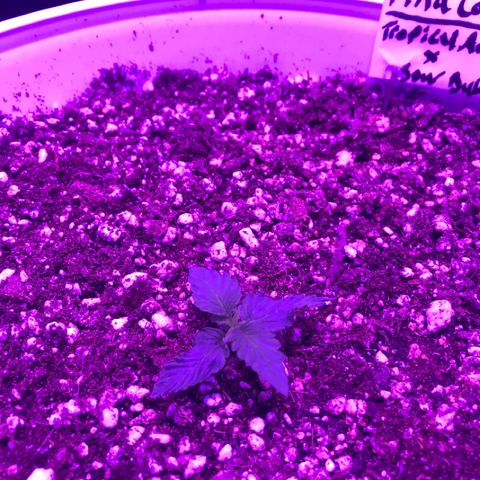 Piña Colada growlog photo: Day 6