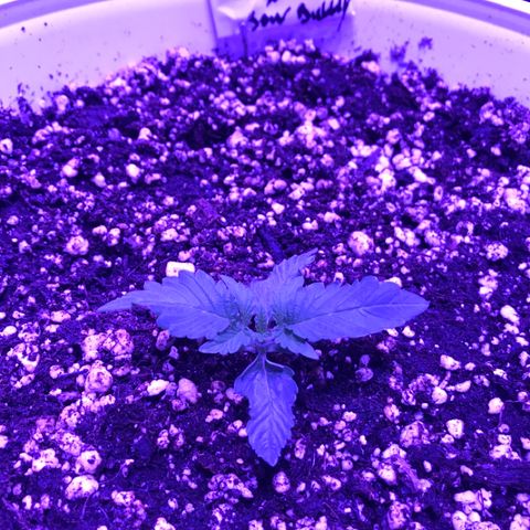 Piña Colada growlog timeline photo