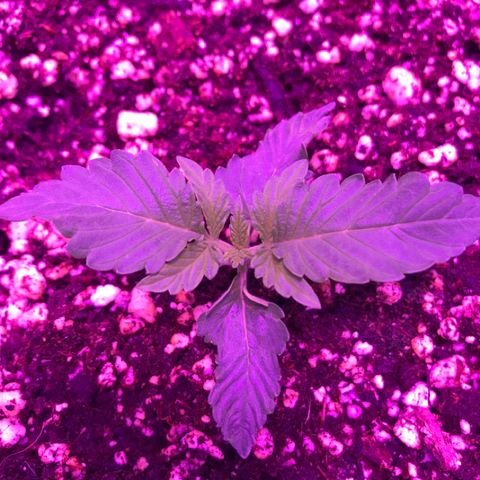 Piña Colada growlog photo: curling
