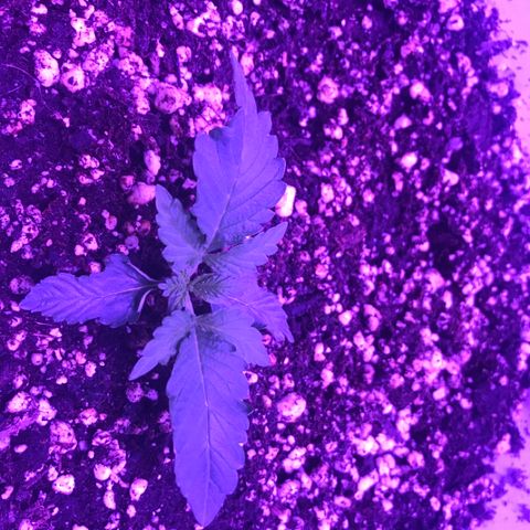 Piña Colada growlog timeline photo