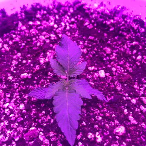 Piña Colada growlog timeline photo