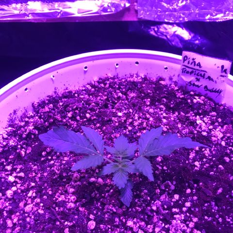 Piña Colada growlog photo: Day 12, looking good. No complaints here, the soil is plenty wet still, i am gunna wait for a while to water again and them up the nutes to 1/4 dose on the next watering with some cal mag. Gunna boost the lights a bit to 40 veg and 15 bloom. Plant seems to be stretching a bit, which i wanted a bit to correct the stuntedness, but now its time to boost the lights. They seem to be headed in the right direction. Temp is around 72ish and humidity floating around 60.