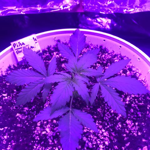 Piña Colada growlog timeline photo