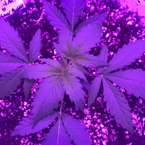 Piña Colada growlog timeline photo