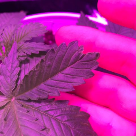 Piña Colada growlog timeline photo