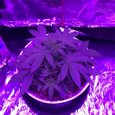 Piña Colada growlog timeline photo