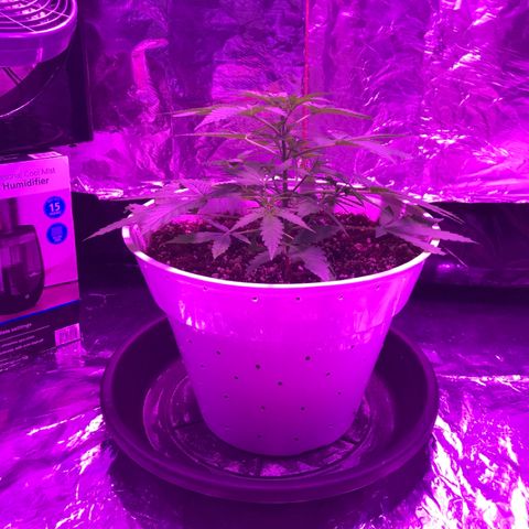 Piña Colada growlog timeline photo