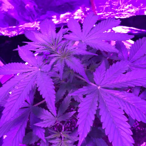 Piña Colada growlog timeline photo