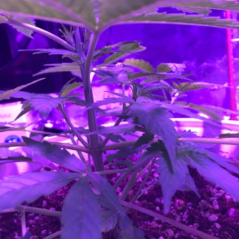 Piña Colada growlog timeline photo