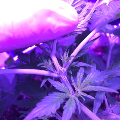 Piña Colada growlog timeline photo