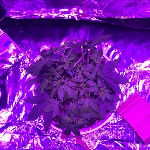 Piña Colada growlog photo: Before and After LST