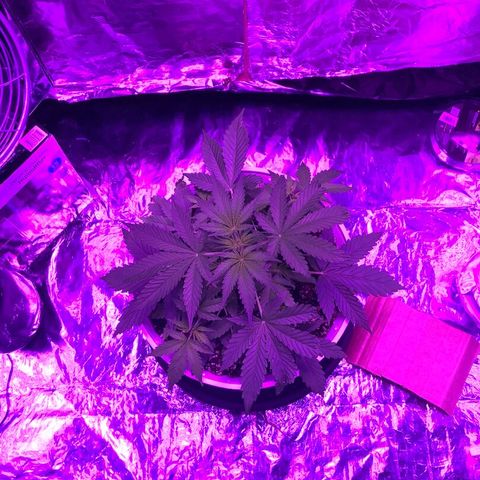 Piña Colada growlog photo: Before and After LST