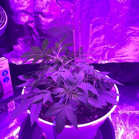 Piña Colada growlog photo: Before and After LST