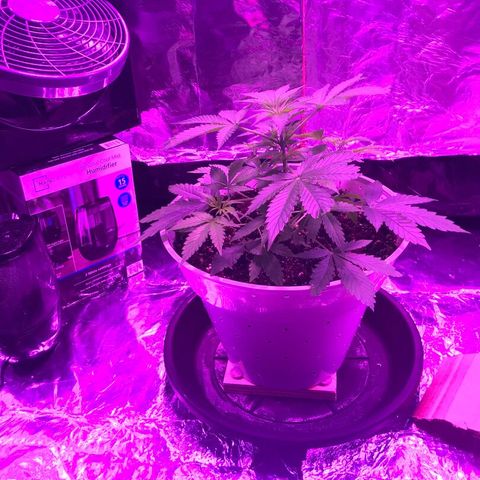 Piña Colada growlog photo: Before and After LST