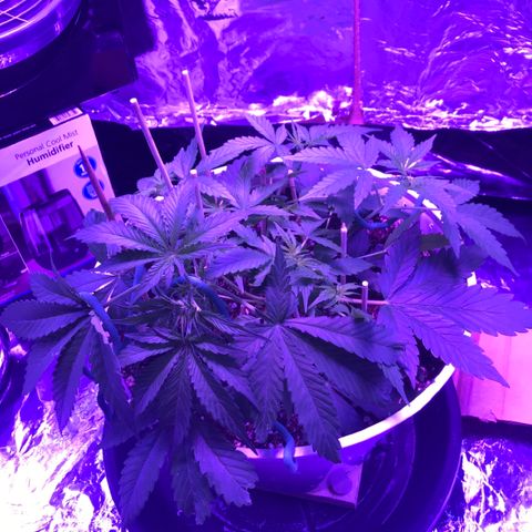 Piña Colada growlog timeline photo