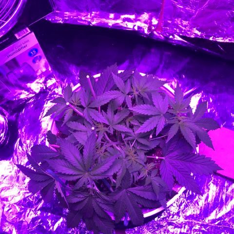 Piña Colada growlog timeline photo