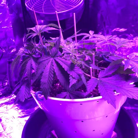 Piña Colada growlog timeline photo