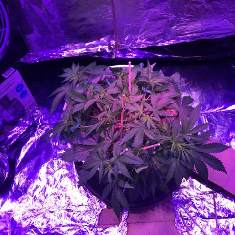 Piña Colada growlog timeline photo