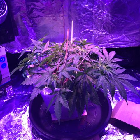 Piña Colada growlog timeline photo
