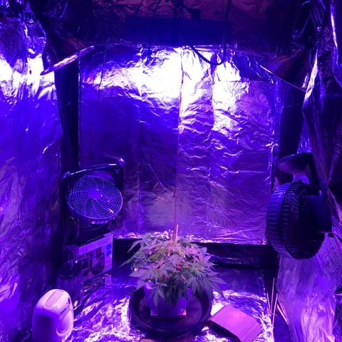 Piña Colada growlog timeline photo