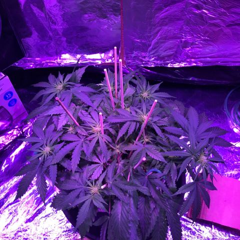 Piña Colada growlog timeline photo