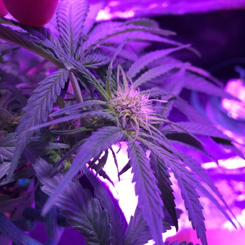 Piña Colada growlog timeline photo