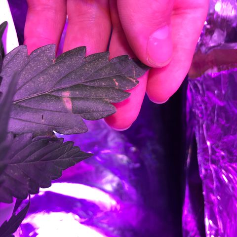 Piña Colada growlog timeline photo
