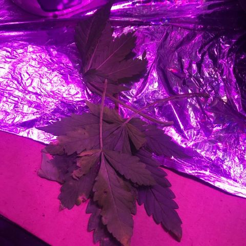 Piña Colada growlog timeline photo