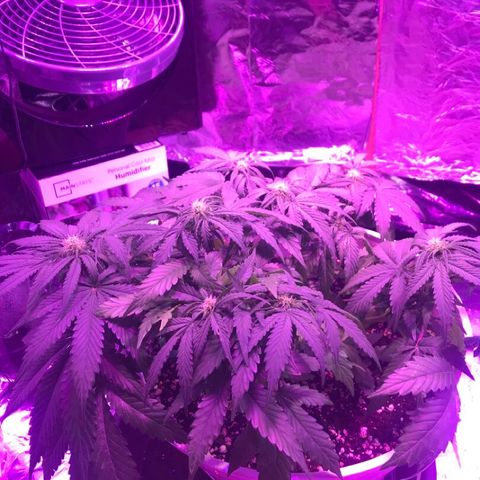 Piña Colada growlog timeline photo
