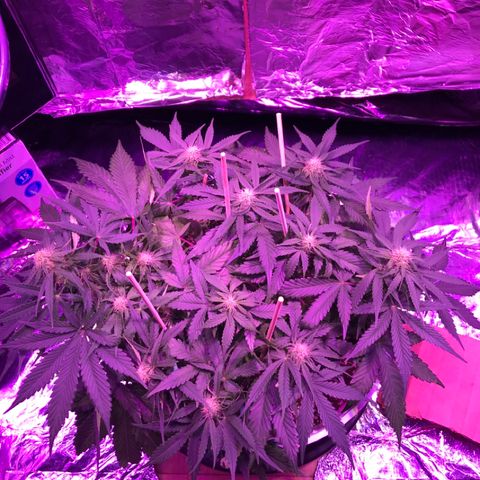 Piña Colada growlog timeline photo