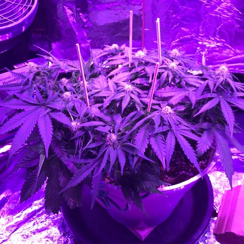 Piña Colada growlog timeline photo