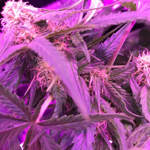 Piña Colada growlog timeline photo