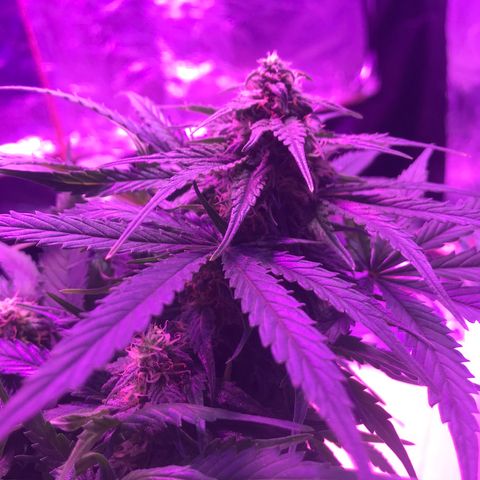 Piña Colada growlog timeline photo