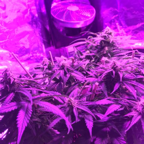 Piña Colada growlog timeline photo