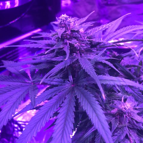 Piña Colada growlog timeline photo