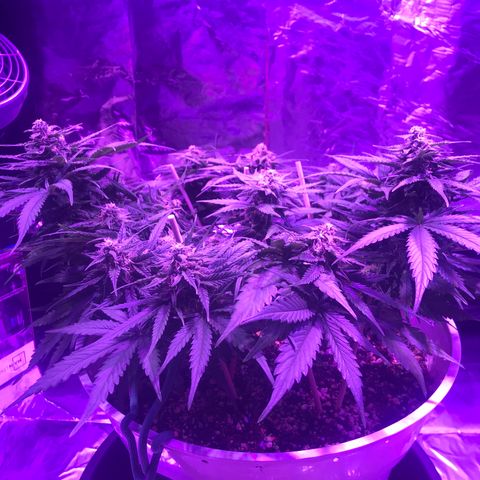 Piña Colada growlog timeline photo