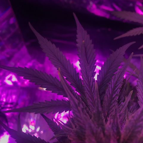 Piña Colada growlog timeline photo