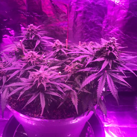 Piña Colada growlog timeline photo