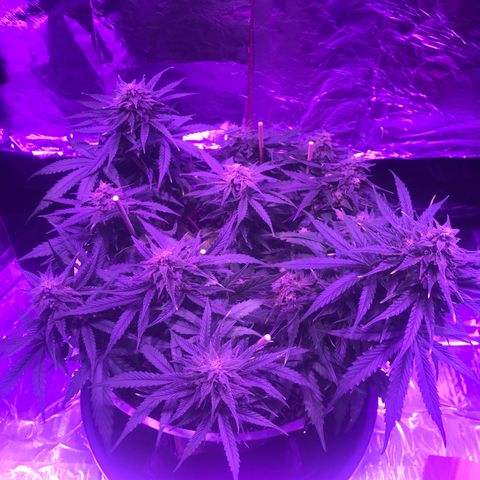 Piña Colada growlog timeline photo