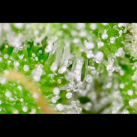 Piña Colada growlog timeline photo