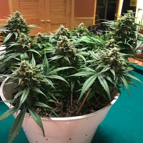 Piña Colada growlog timeline photo