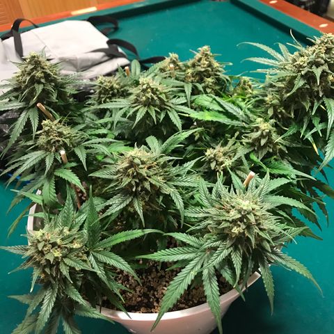 Piña Colada growlog timeline photo