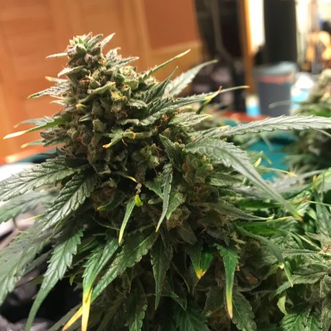 Piña Colada growlog timeline photo