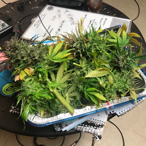 Piña Colada growlog timeline photo