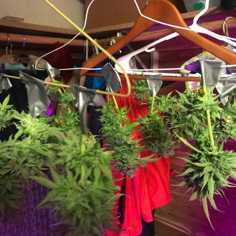 Piña Colada growlog timeline photo