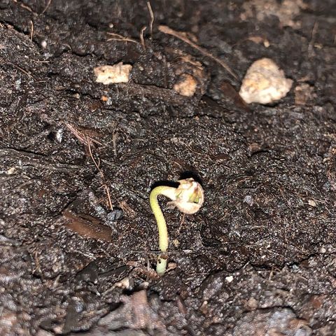 Auto Assassin growlog timeline photo