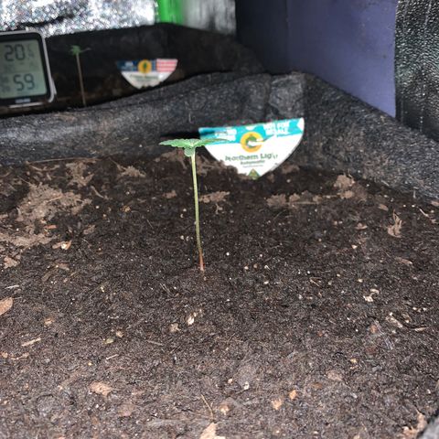 Northern Light Automatic #1 growlog timeline photo
